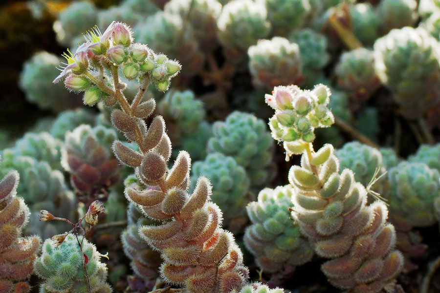 Sedum dasyphyllum subsp. glanduliferum / Borracina glandulifera